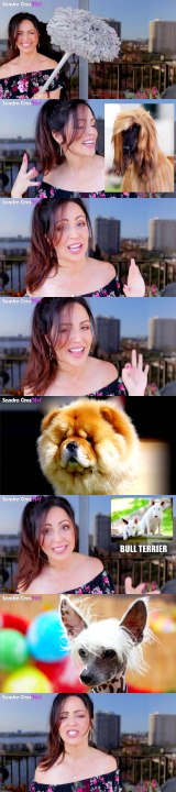 LOS 10 PERROS MÁS RAROS DEL MUNDO! TOP RAZAS MÁS EXÓTICAS