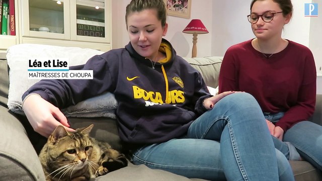 Un chat retrouvé 11 ans après sa disparition