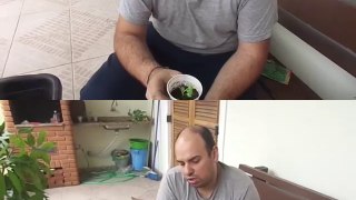 Como plantar BRÓCOLIS em Vasos facilmente