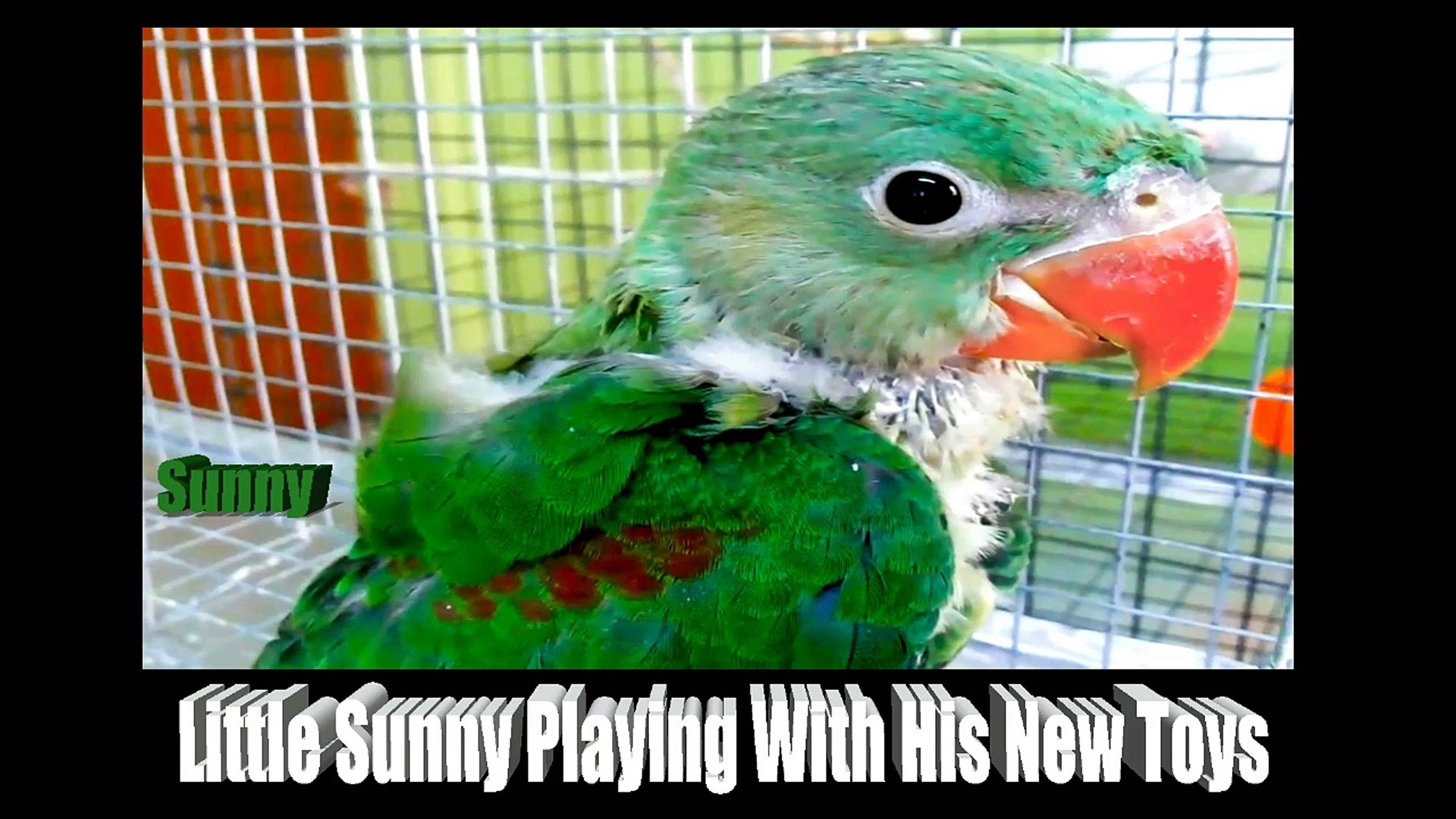 ⁣Sunny Playing With Toys - Baby Alexandrine Parakeet - One of my Pet Bird