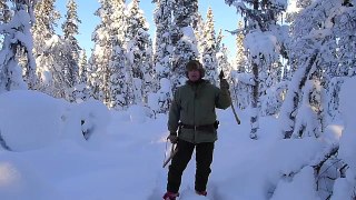 Winter Bushcraft Skills: Tree Felling For Firewood