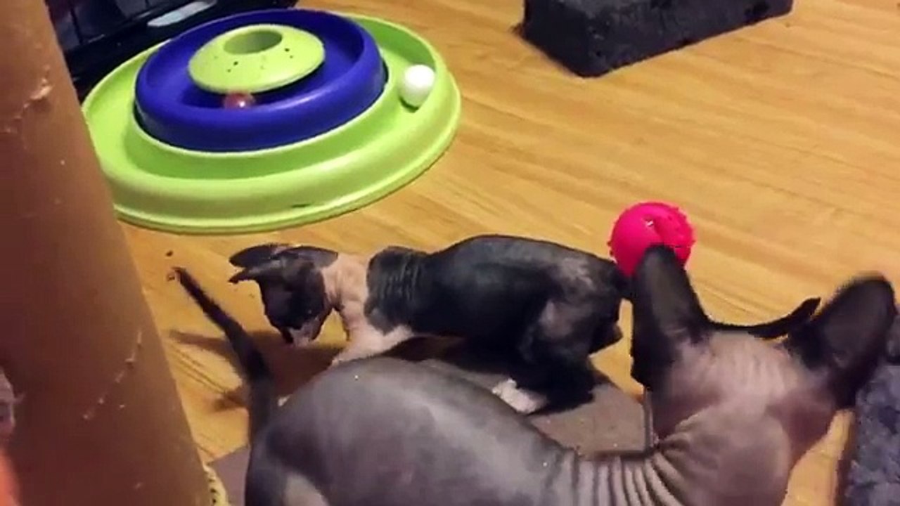 Kittens Talking and Playing with their Moms Compilation | Cat mom hugs baby kitten