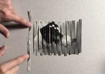 Download Video: Dog Portrait Collage From Pasta Maker is a Viral Sensation