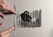 Dog Portrait Collage From Pasta Maker is a Viral Sensation