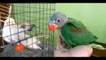 Sunny visits Chiku - Alexandrine Parakeet & Cockatiel - My Pet Birds