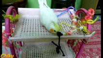 Chiku Playing Outside! - Cockatiel - One of My Pet Bird