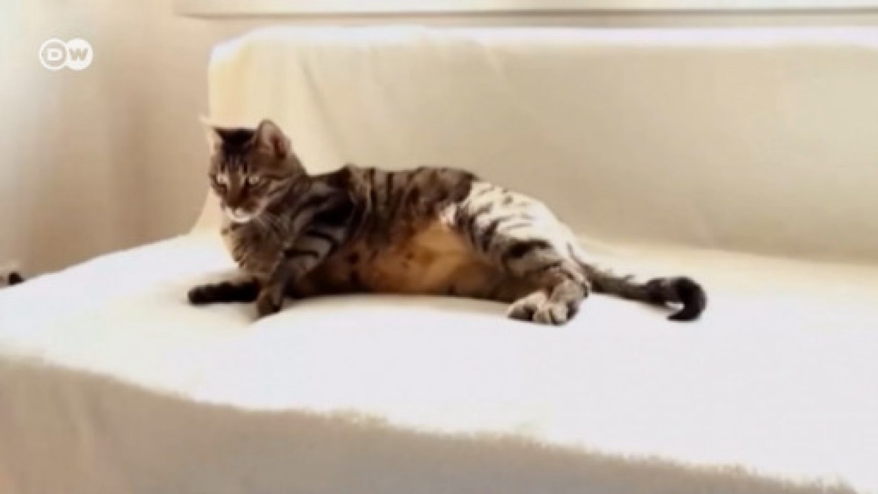 Por que gostamos tanto de vídeos de gatos?