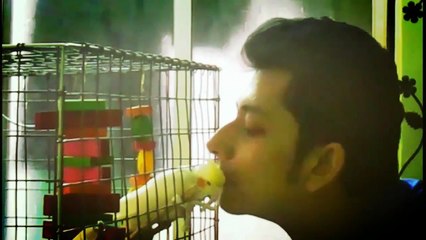 Chiku & Me - Cockatiel - One of My Pet Bird