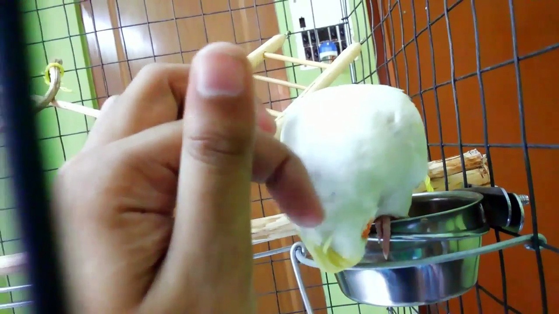 How And Where To Pet a Parrot or Parakeet Correctly - With Demonstration