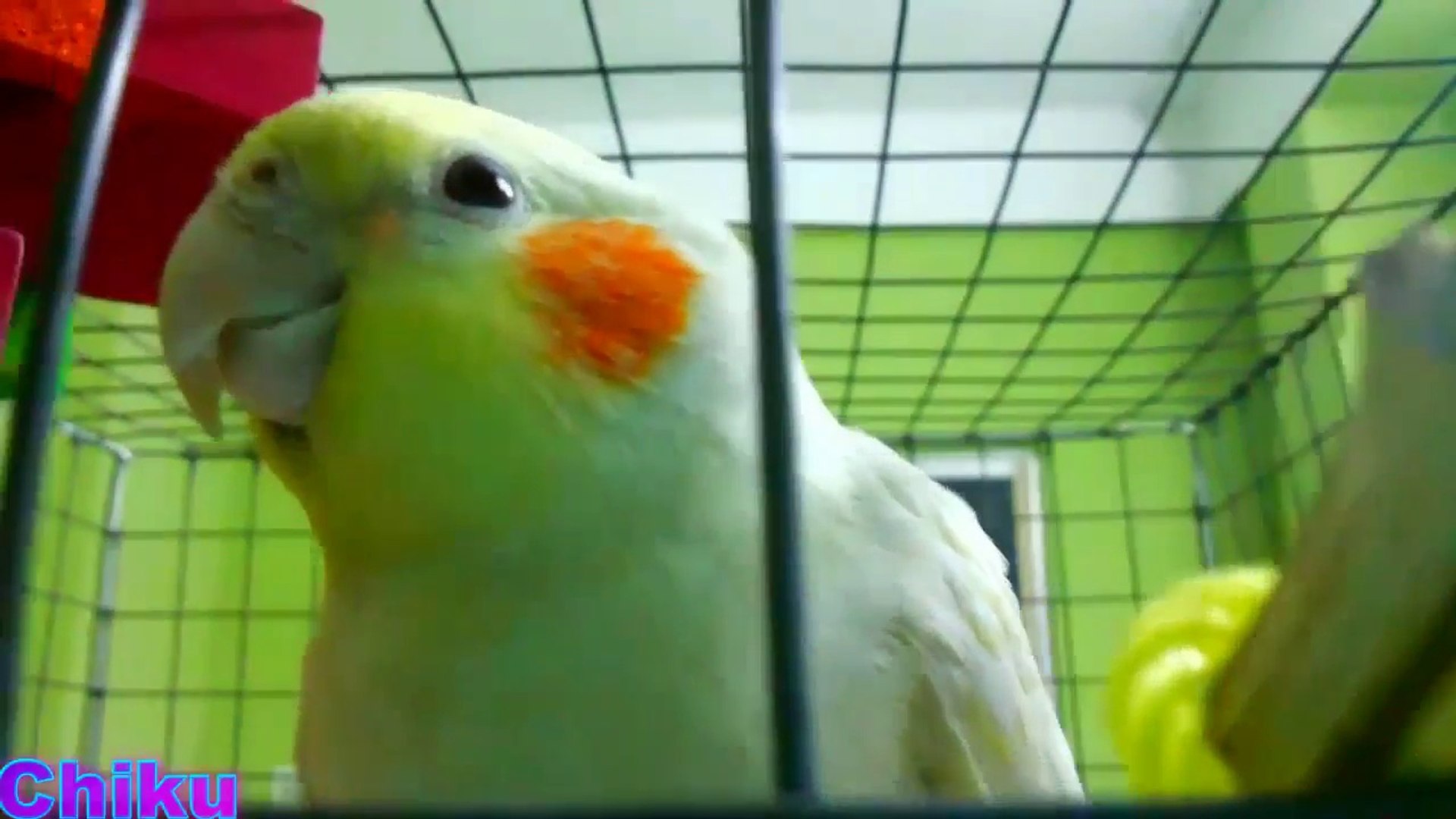 ⁣Chiku Got New Toys & Loves To Cuddle - Cockatiel - One of My Pet Bird