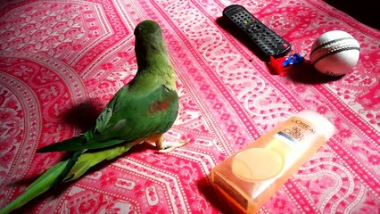 Sunny Destroyed Superman - Alexandrine Parakeet