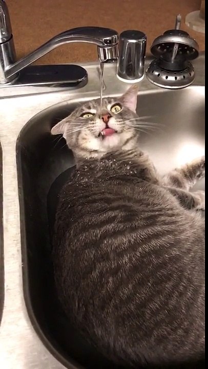 Un chat boit au robinet allongé dans l'évier