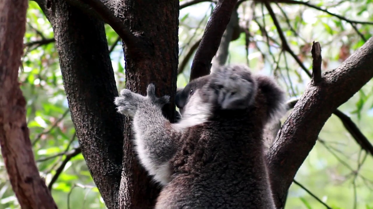 Koalafied Mail Forwarding