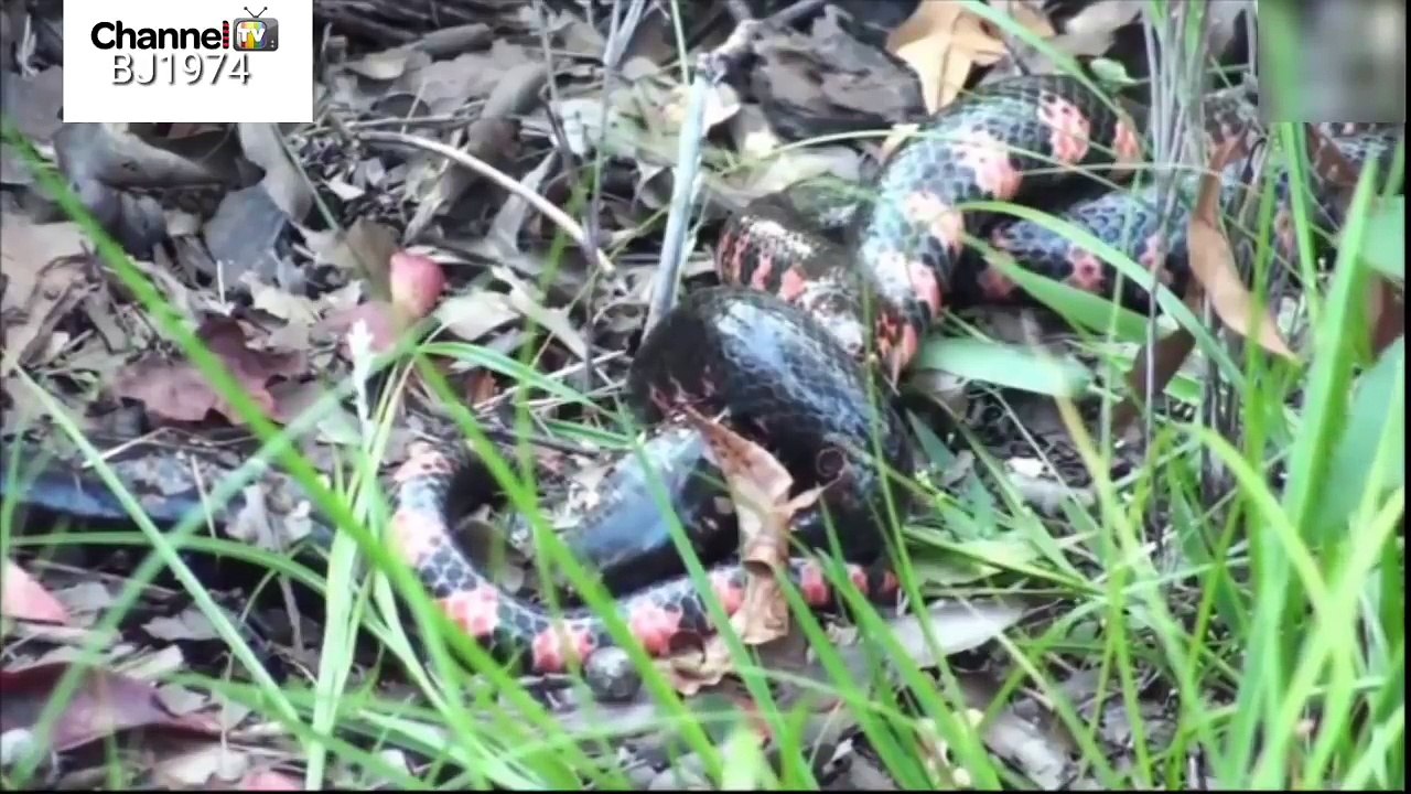 Snakes, lizards, cobra, chameleons, serpents and battle survival  सांप, छिपकली, कोबरा, गिरगिट, साँप और युद्ध के अस्तित्व