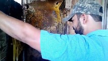 Honey Bee hive removal in Mercedes, Tx by Luis Slayton of Bee Strong Honey and Bee Removal