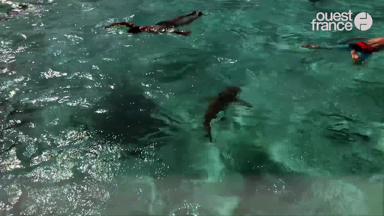 5-Requins et raies