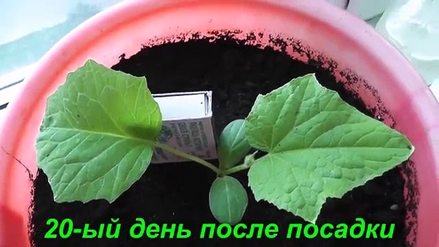 Удачный опыт! Огурцы на балконе от А до Я