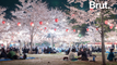 La floraison des cerisiers : un phénomène très attendu au Japon