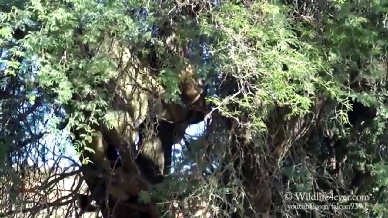 Black chasing the cheetah over the tree काले पेड़ों पर चीता का पीछा करते हुए
