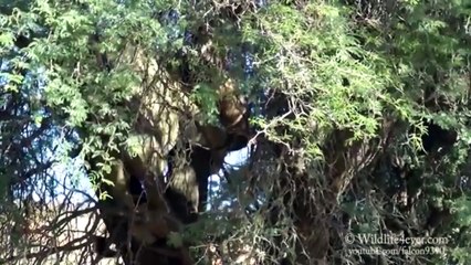 Black chasing the cheetah over the tree काले पेड़ों पर चीता का पीछा करते हुए