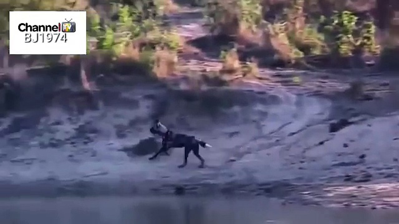 Polar bear attacks ferocious animals ध्रुवीय भालू क्रूर जानवरों का सामना करते हैं