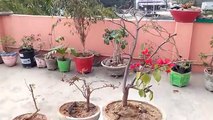 How to care Bougainvillea plant , bougainvillea bonsai tree care