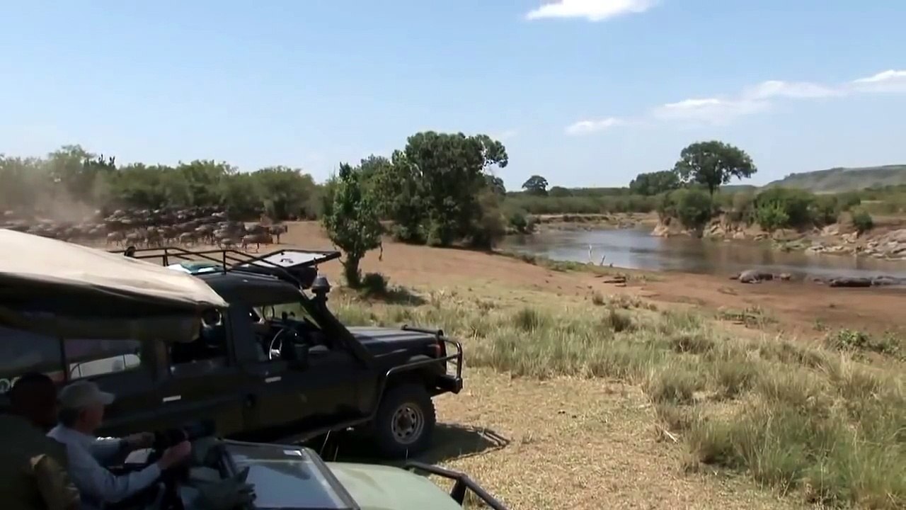 Zebra vs crocodile ज़ेबरा बनाम मगरमच्छ