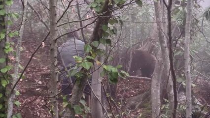 Kapana Yakalanan Ayı Kurtarıldı