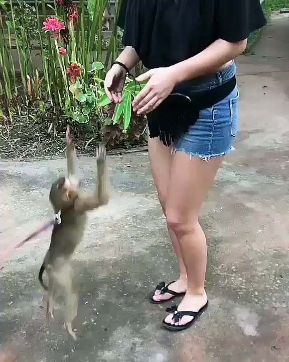 monkey try to sex with girl