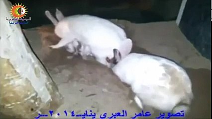 شاهد وضعوا كاميرا مراقبة في جحر أرنب ،وكانت مفاجأة للجميع لما تفعله أنثى الارنب في جحرها !! سبحان الله