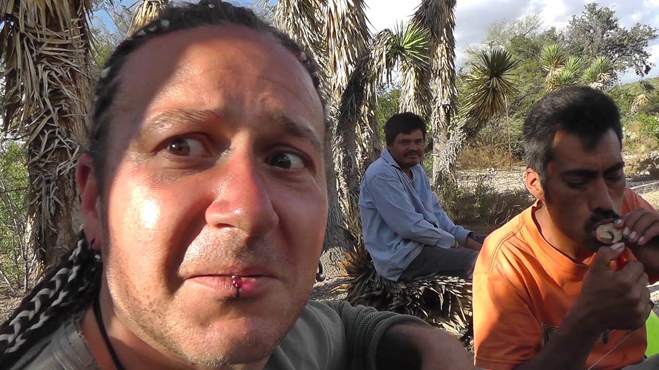 Mota del desierto - How it works about Cannabis,Peyote,Coca in Mexican desert
