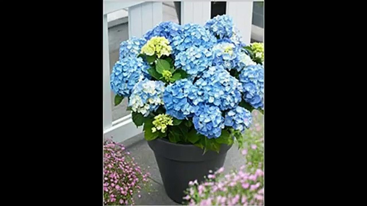 Комнатная гортензия