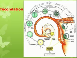 Rappels du collège sur la reproduction
