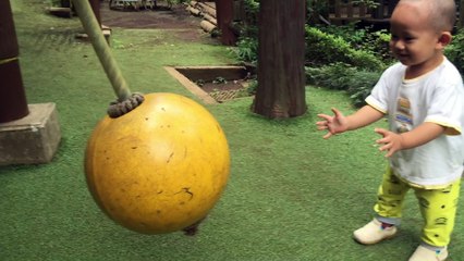 【幼稚園】大きなボールに興味津々♪ 1歳のスティーブ ★Play with an intellectual tool★