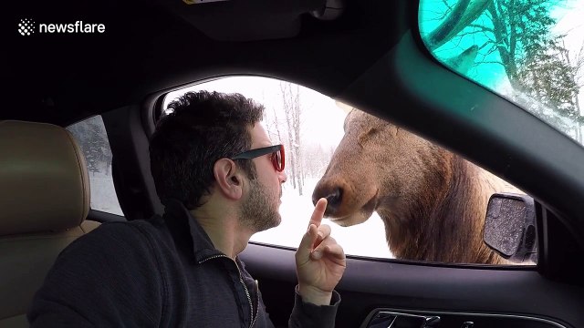 Get up close and personal with an elk as it licks a man’s camera