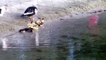 Un Black bass emporte un bébé canard. impressionnant