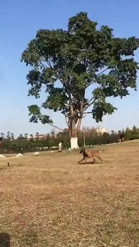 Saut impressionnant d'un malinois