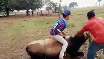 Caidas a Caballo -- Videos de Risa  Mas Chistosos Para Whatsapp no.4