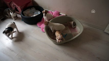 Yurda kaçak getirilen köpekler açık artırmayla satılacak - EDİRNE