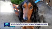 La culpa de un pitbull por hacer una travesura se vuelve viral