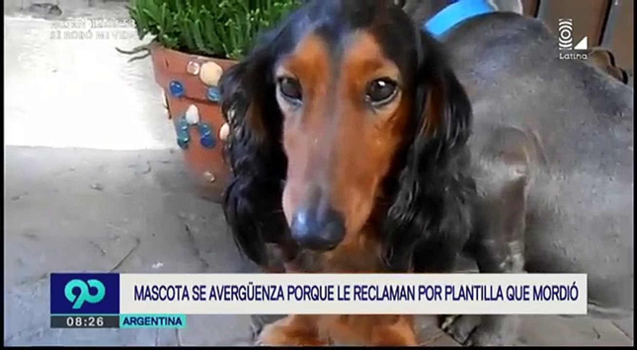 La culpa de un pitbull por hacer una travesura se vuelve viral
