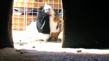 the little piglet, very cute