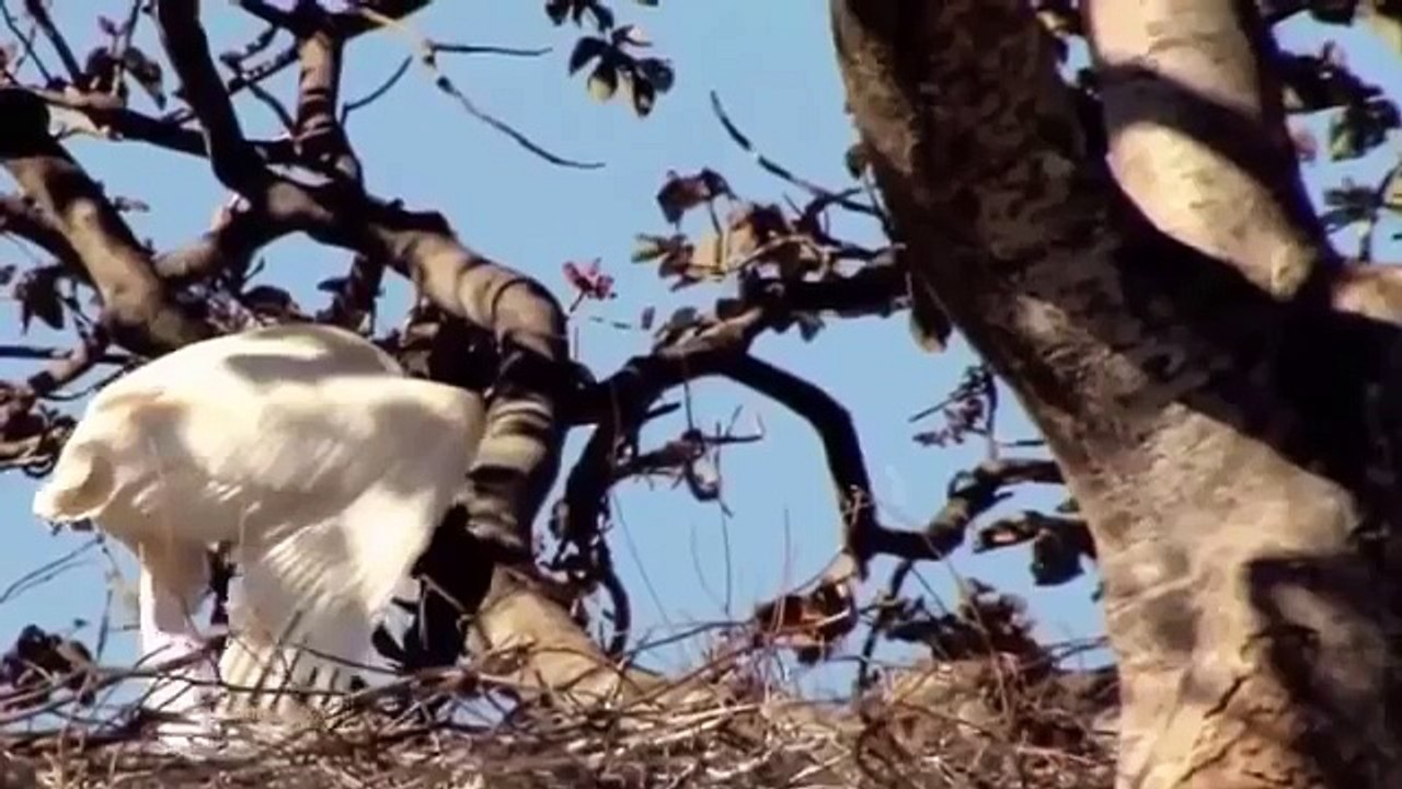 THẾ GIỚI ĐỘNG VẬT HOANG DÃ 2016 - NHỮNG LOÀI SĂN MỒI NGUY HIỂM NHẤT 13