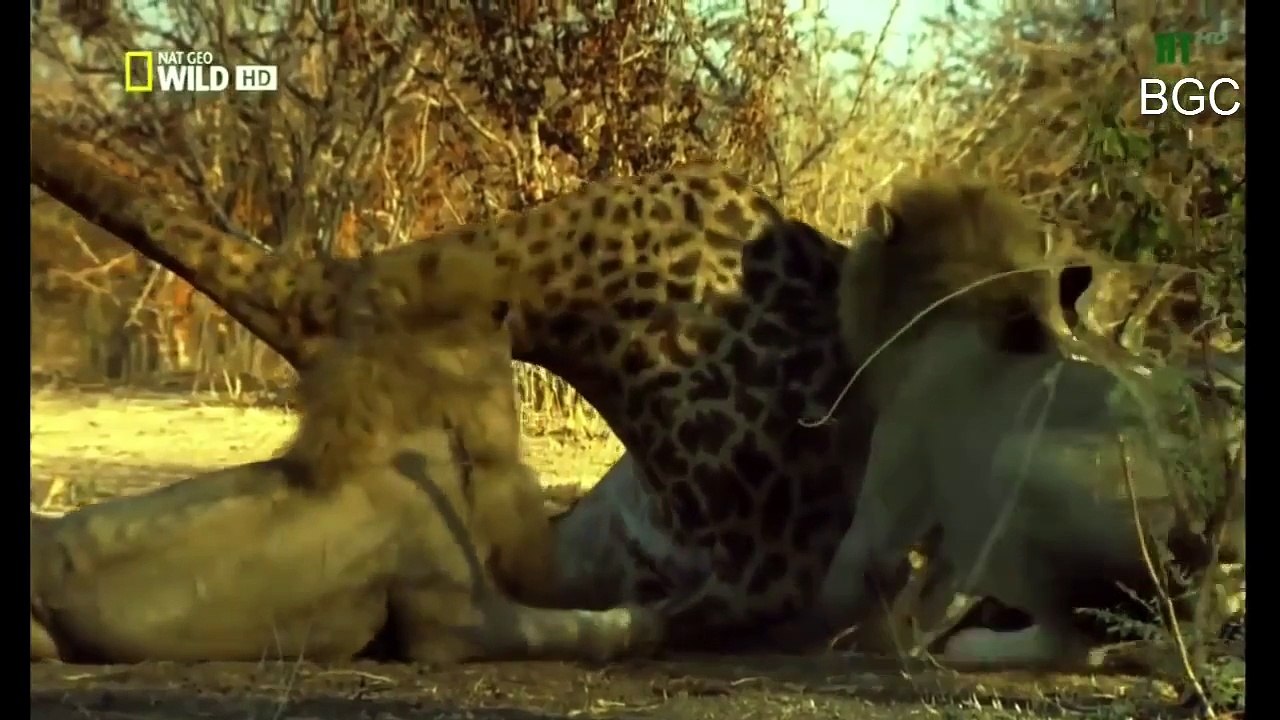 THẾ GIỚI ĐỘNG VẬT HOANG DÃ 2016 - NHỮNG LOÀI SĂN MỒI NGUY HIỂM NHẤT 8