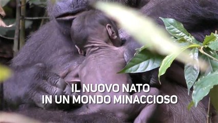 I bracconieri lasceranno in pace il nuovo nato?