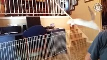 Freakin' Ferrets - Funny Pet Video Compilation
