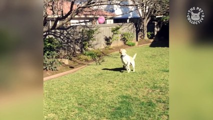 Funny Dog Tries To Catch Balloon