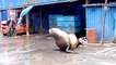 Funny Sea Lion-Seal Video Compilation - Dogs of the Sea