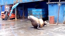 Funny Sea Lion-Seal Video Compilation - Dogs of the Sea