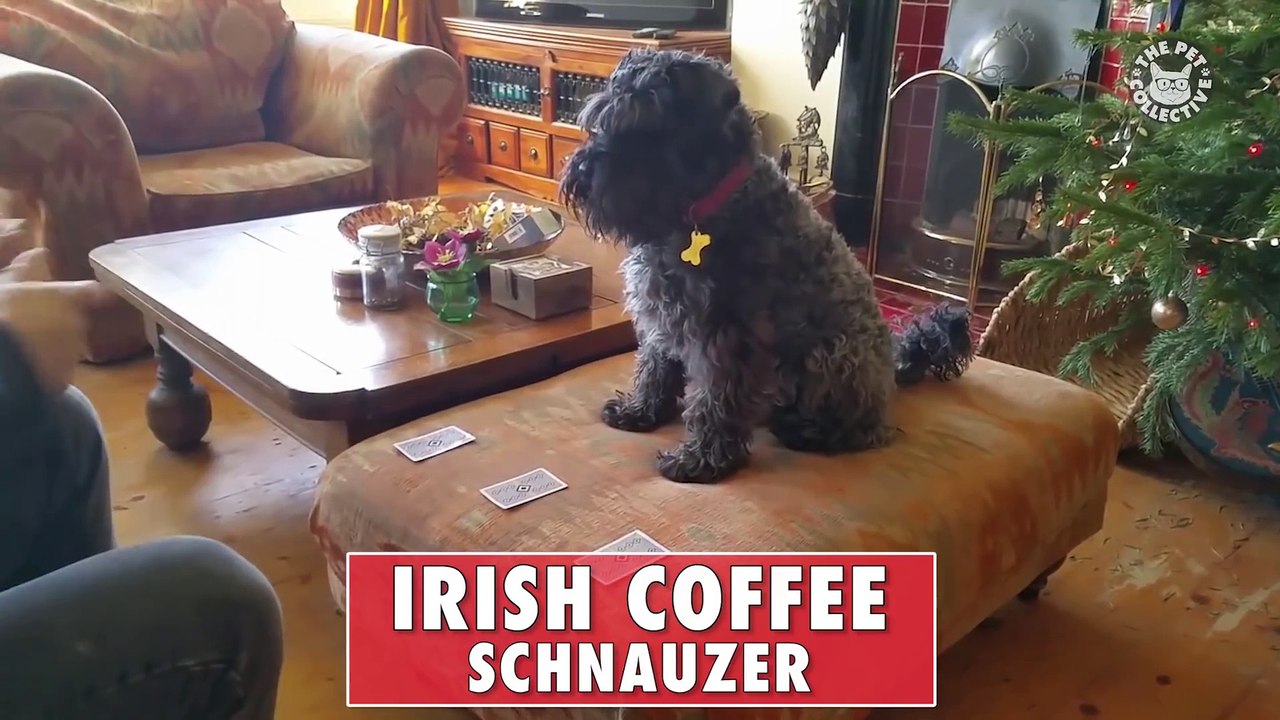 Types of Cocktails As Told By Pets